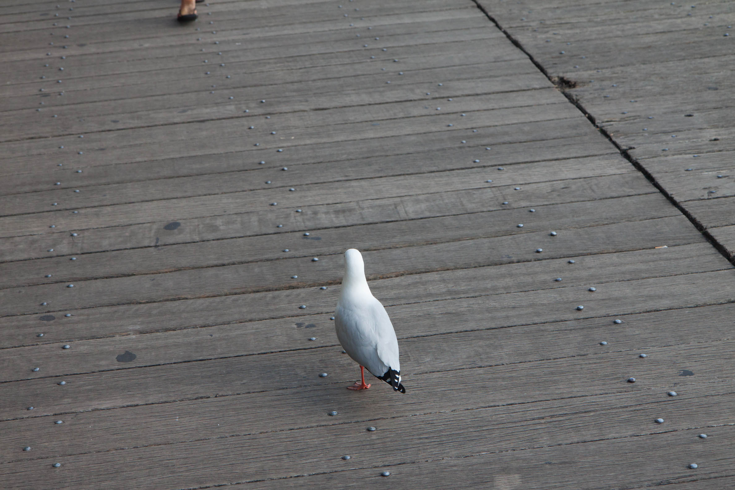 uma foto por dia - clica para aumentar
