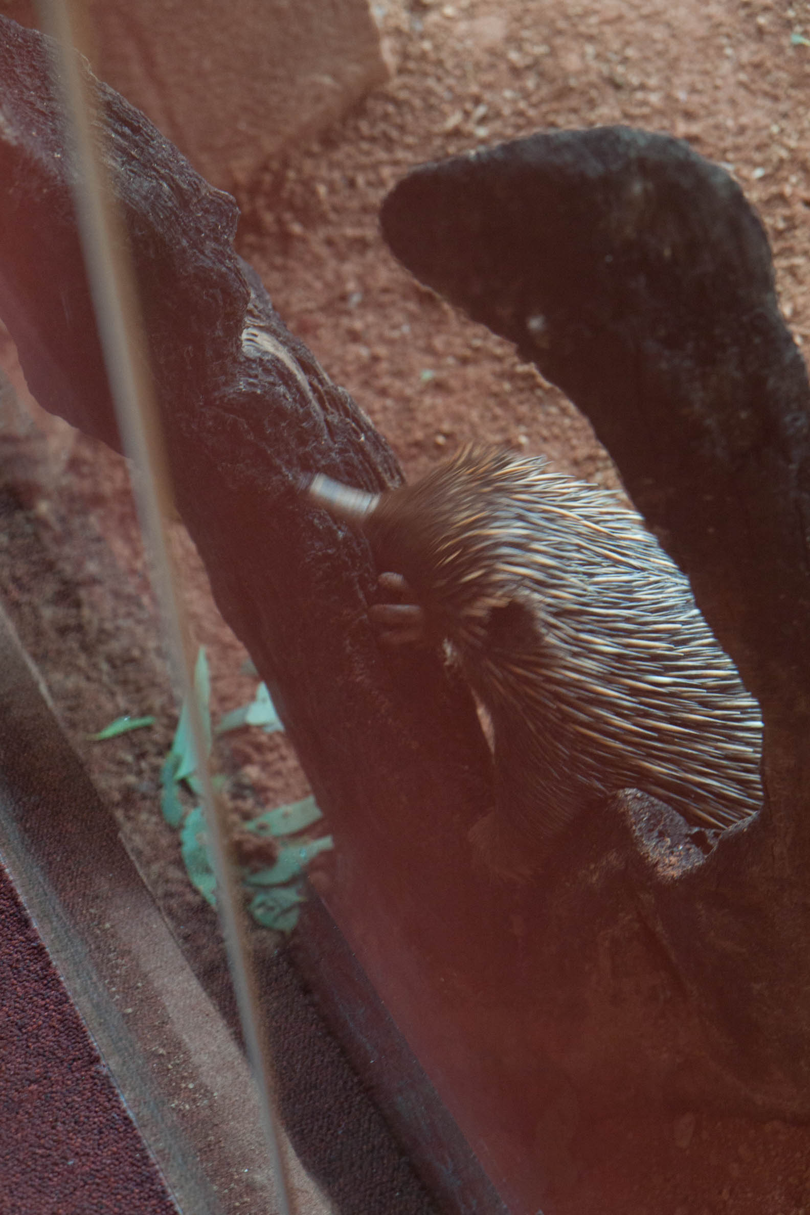 uma foto por dia - clica para aumentar